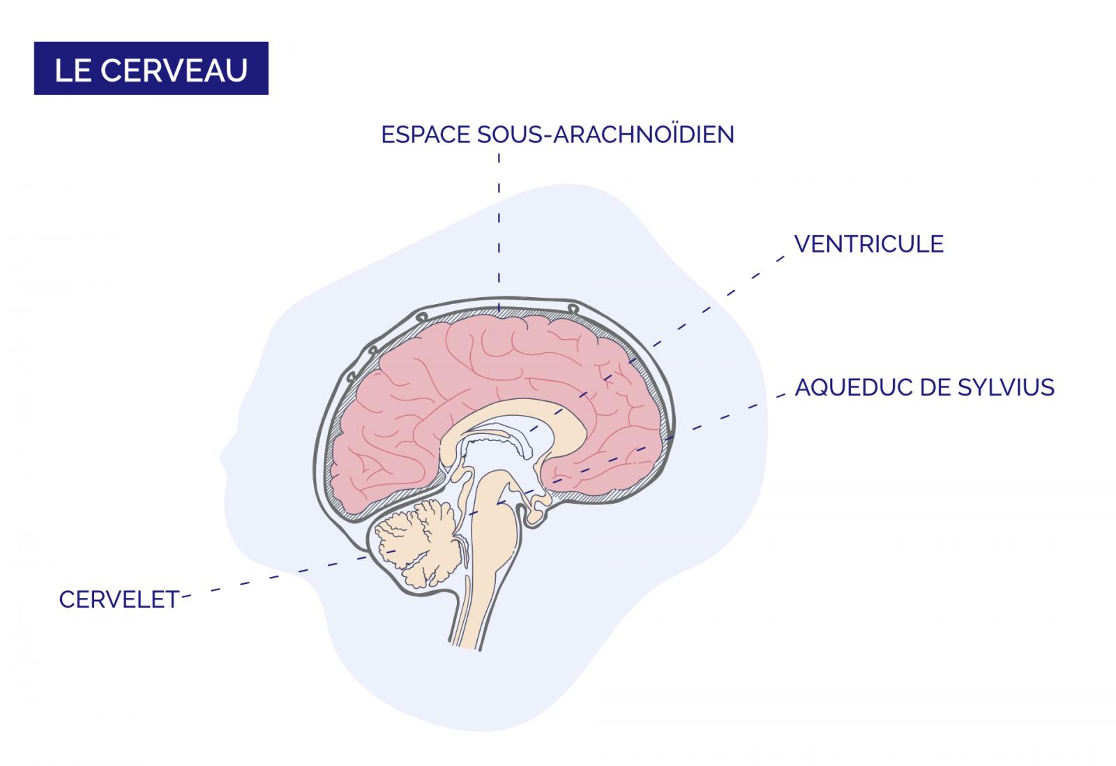 Infographie d'une tranche du cerveau